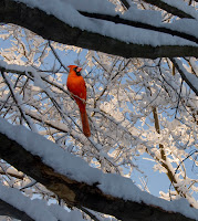 Winter Bird Watching