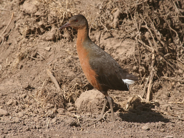 Rougetius rougetii