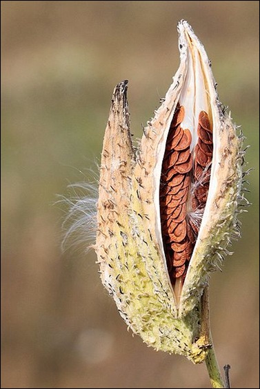 Milkweed-in-seed