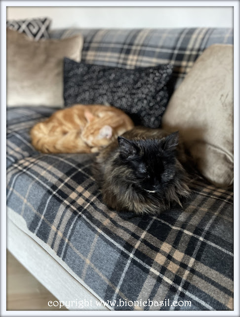 Ginger cat Fudge, and fluffy siberian torti Pandora snoozing on the sofa.The BBHQ Midweek News Round-Up ©BionicBasil®Fudge and Pandora Snuggling on The Sofa