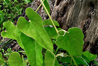 Aristolochia kaempferi