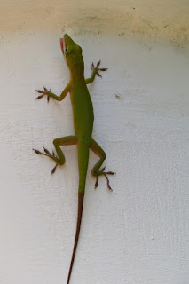 Lézard vert de Cuba