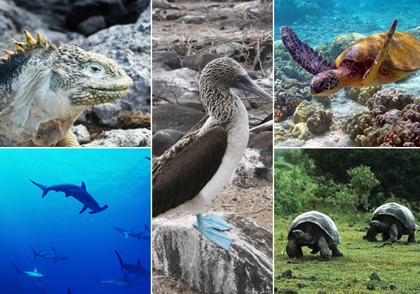 Flora y fauna en la isla galapagos