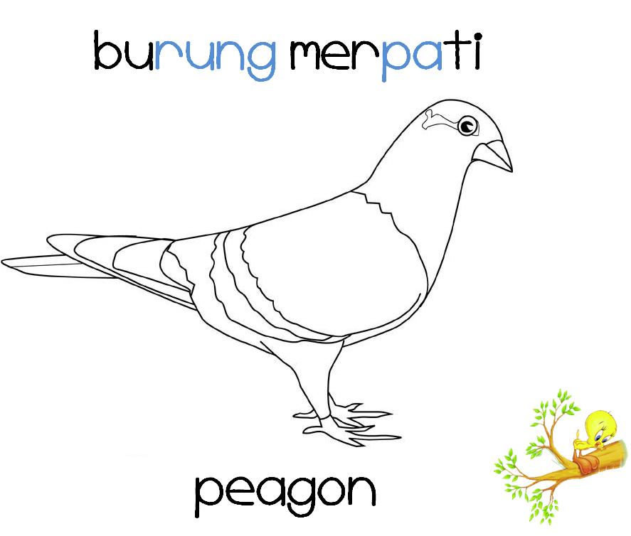 CIKGU EELA (IL) PRESCHOOLERS @ PCE: buku skrap :: burung