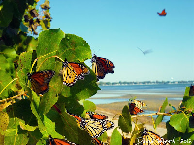 Migrating Monarch Butterflies, Michigan, Lake Erie