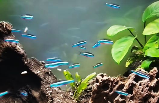 Ikan Hias Neon Tetra