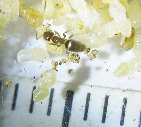Tapinoma sessile the odorous house ant