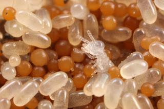 Termite eggs.