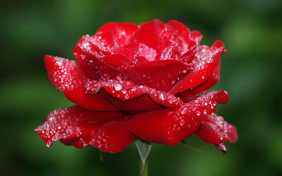 Natural Red Rose & Water Like Diamonds On Rose HD Wallpaper