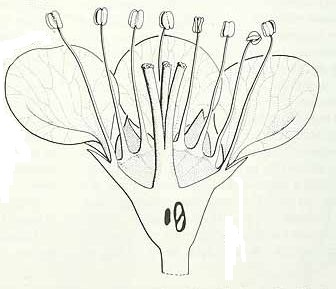 Цветок рябины щитконосной (Sorbus corymbifera)