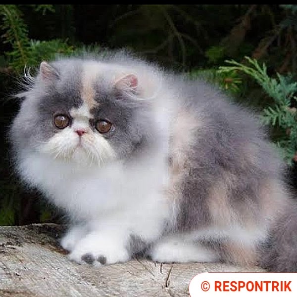 Harga kucing persia Medium, peaknose, Flatnose umur 1, 2, 3 bulan