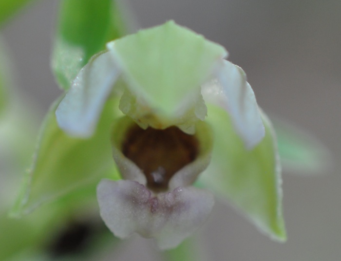 Epipactis à labelle étroitEpipactis à labelle étroit