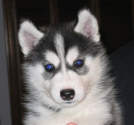 Cute dogs-Siberian-Husky