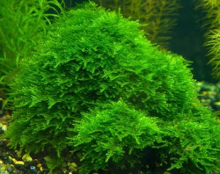 cara menanam java moss, cara menanam peacock moss