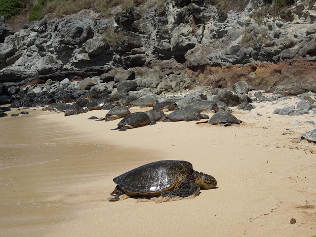 resting sea turtle