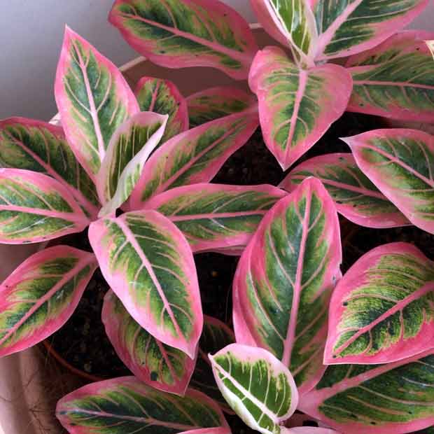 Aglaonema Lotus Delight (Sri Rejeki Lotus Delight) (courtesy Instagram @nyonyadestira)