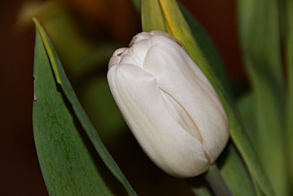 tulipan