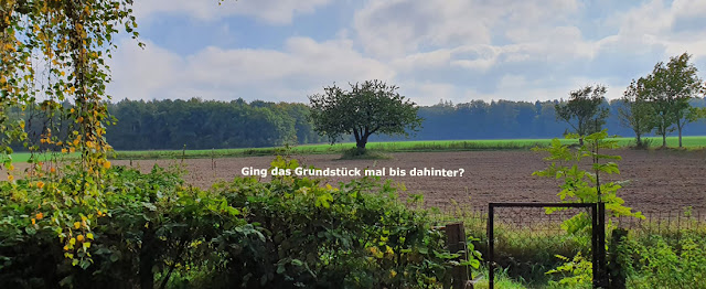 Alter Baumbestand = Grundstücksgrenze?