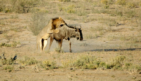 latest videos of lion hunting wildbeest habitat