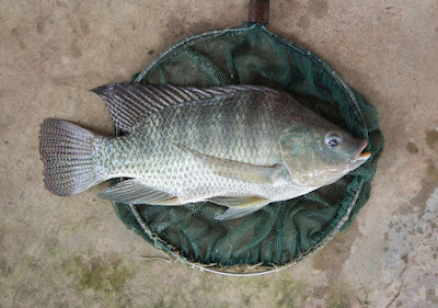 Ikan Nila paling digemari Untuk mancing