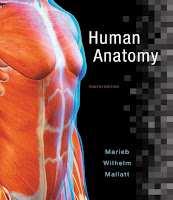 Human Anatomy 8e Marieb Test Bank