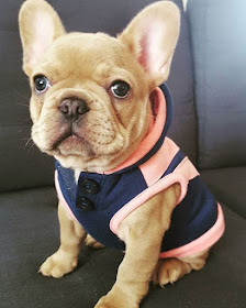 Top 5 Cute Puppies Picture