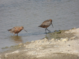 Summer plumage Bar-tailed Godwits