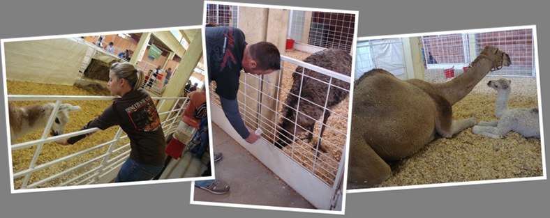 View petting zoo