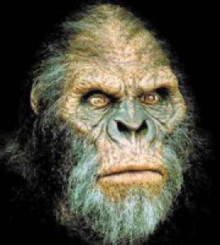 Search For Pennsylvania Bigfoot Mountain Lions Gains Momentum