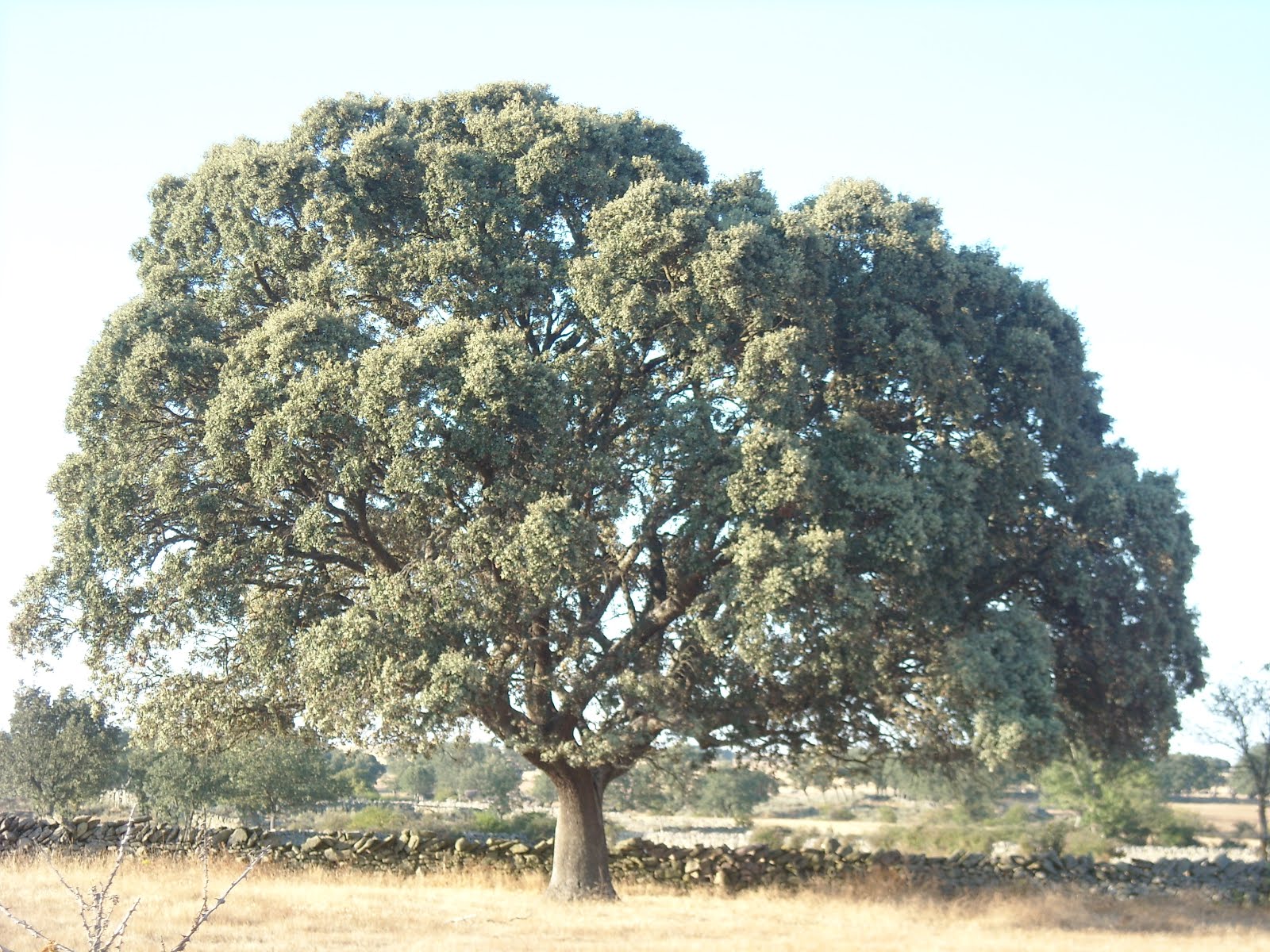 LA ENCINA