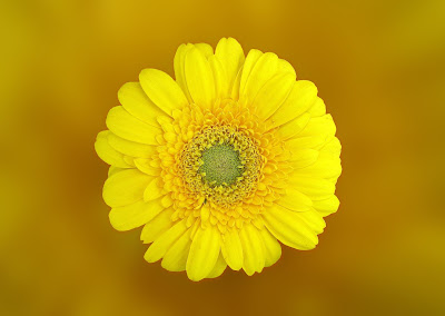 Good Morning with Yellow Flowers