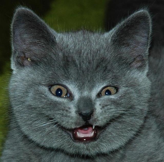 Funniest & Cute Cat Faces