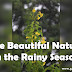 The Beautiful Nature in the Rainy Season