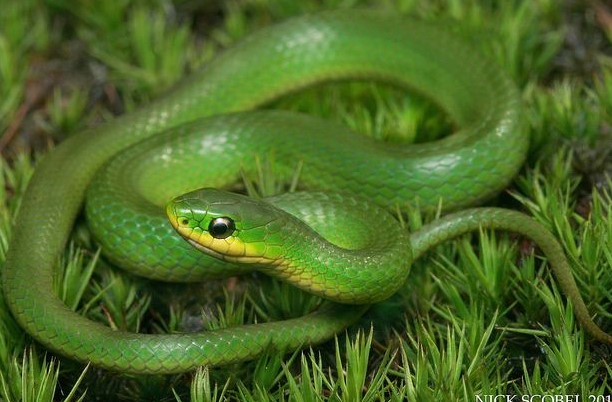 Smooth Baby Green Grass Snake Olive Grass Snake