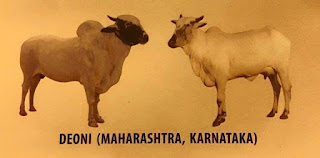  దేశియ గోమాత జాతులు - Holy Indian Cows