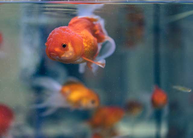 ikan koki oranda