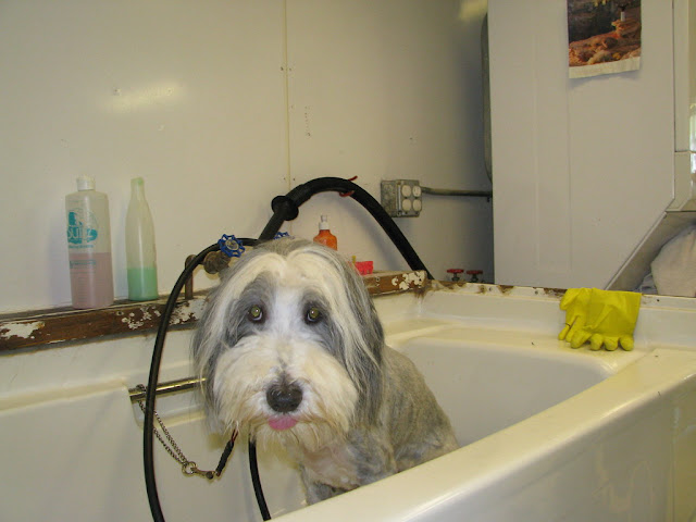 Pet Dog Care & Grooming