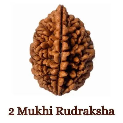 2 mukhi rudraksha