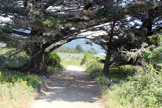 Point Lobos State Reserve, Cypress Trail, Headland Cove, Cypress Cove