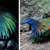O πιο κοντινός συγγενής του εξαφανισμένου πουλιού Ντόντο με το υπέροχα χρωματιστό τρίχωμα.