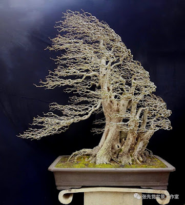 Bonsai Gaya Tertiup Angin (wind swept)