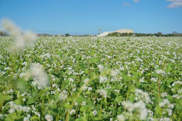 彰化二林蕎麥花海「愛在蕎麥花開時」30公頃白色雪景美麗又浪漫