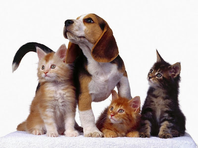 Cats and dogs Wallpapers