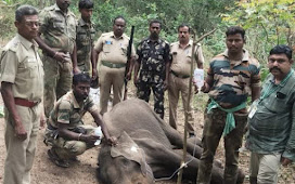 कोयंबटूर : देसी बम चबाने से घायल हुए जंगली हाथी की मौत 