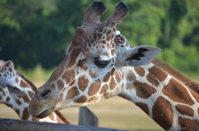 The head, including ossicones ("horns") of a giraffe in profile