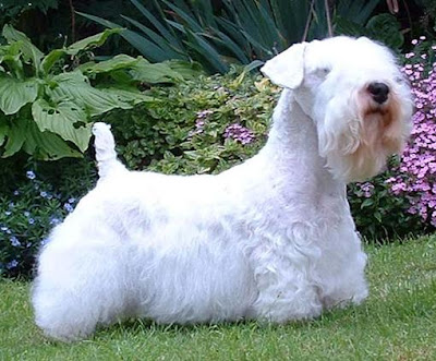 SEALYHAM TERRIER