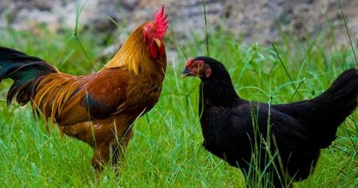  Ayam  Kampung Pengertian Jenis Ayam  Kampung dan Macam 