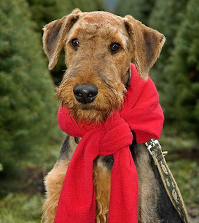 airedale terrier 