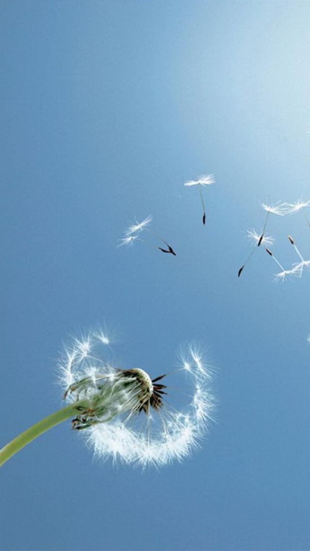 Iphone 5 wallpapers hd: cute flying dandelion wallpaper 