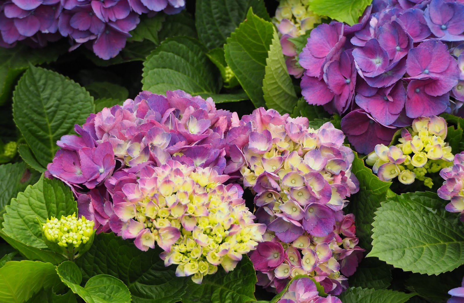 花語 每月的誕生花 一月17
